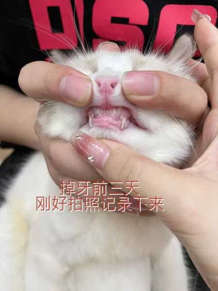 猫咪牙龈出血怎么办吃什么药（猫咪牙龈出血红肿怎么办）