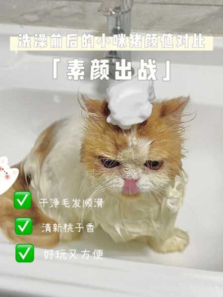 猫猫用人的沐浴露用了一点没事吧（猫用人沐浴露洗澡了一次会怎么样）