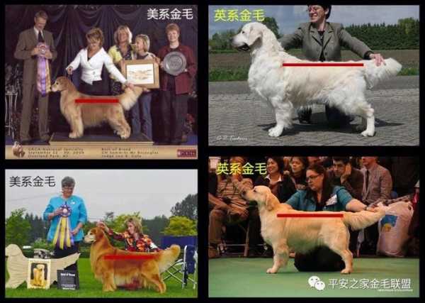 金毛寻回犬英系和美系的区别（金毛寻回犬是中型犬吗）