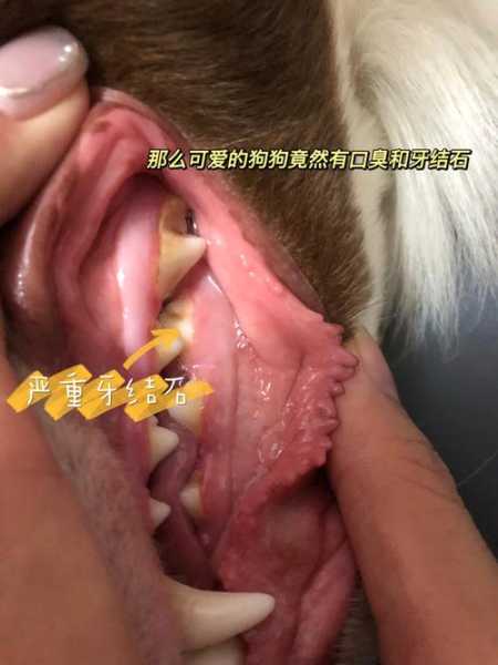 狗狗口臭吃什么药效果最好（狗狗口臭吃什么比较好治口臭吗）