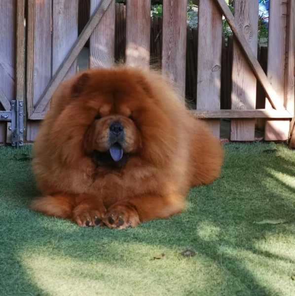 松狮犬最大能长多重（松狮犬最大能长到多少斤）