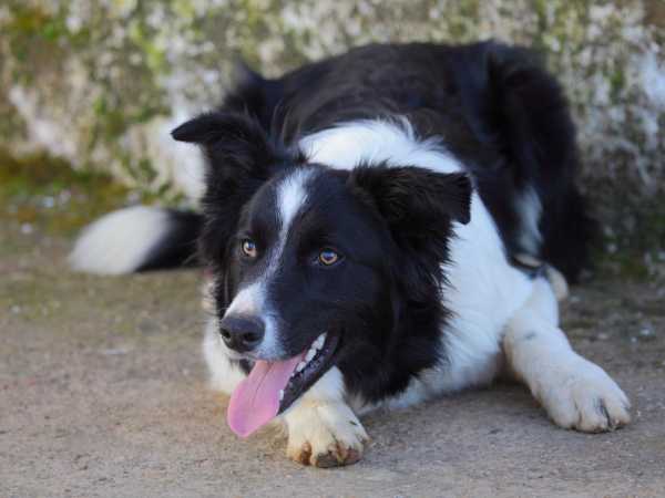 边境牧羊犬的耳朵长什么样（边境牧羊犬的耳朵特点）