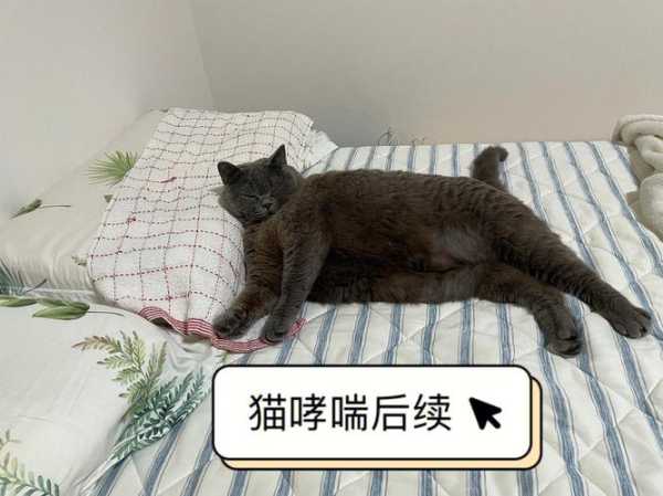 猫会像人一样患上哮喘病吗（猫会不会有哮喘病）