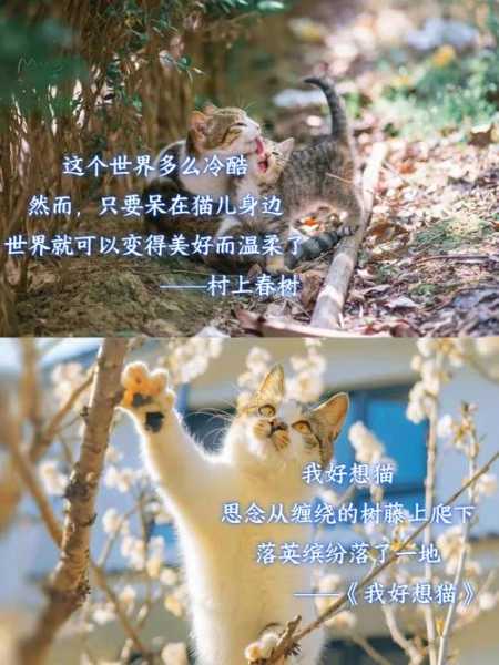 关于猫咪绝育后的文案（关于猫咪绝育后的文案怎么写）