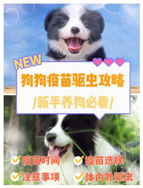 宠物狗狗狂犬疫苗什么时候打好（狗狗狂犬疫苗啥时候打最合适）