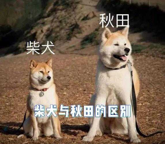 秋田犬和柴犬的外形区别（秋田犬和柴犬哪个好看）