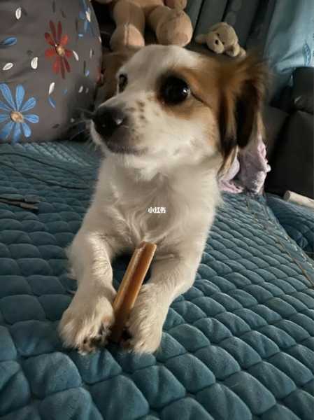 蝴蝶犬一天拉几次大便?（蝴蝶犬一天拉几次大便算正常）