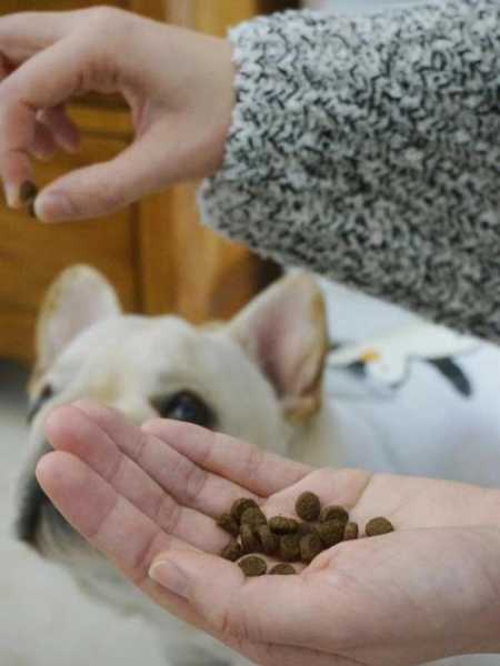 怎么喂幼犬狗粮（怎么喂幼犬喝奶）