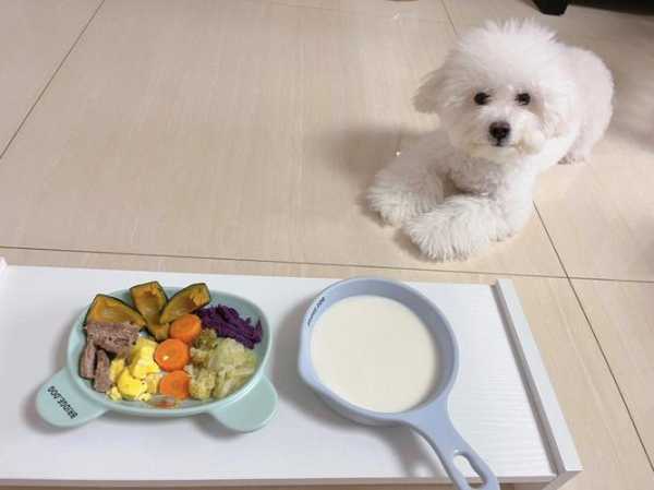 比熊犬主要喂什么食物（比熊给它吃什么食物能给他补充营养）