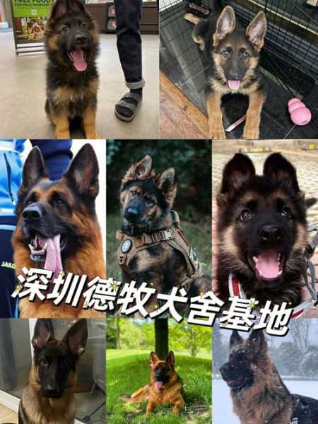 买德国牧羊犬到哪里买（买德国牧羊犬到哪里买的）