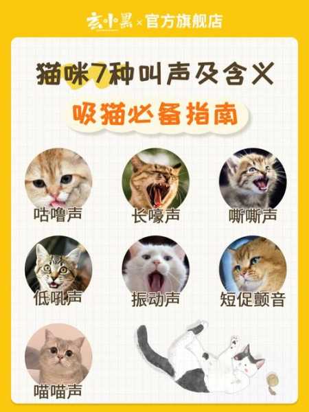 猫怎么叫的声音播放（猫怎么叫的声音播放很大声音）