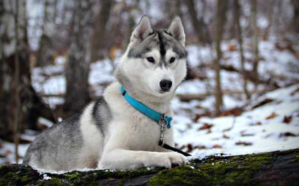 阿拉斯加雪橇犬会护主吗（阿拉斯加雪橇犬能活多久）