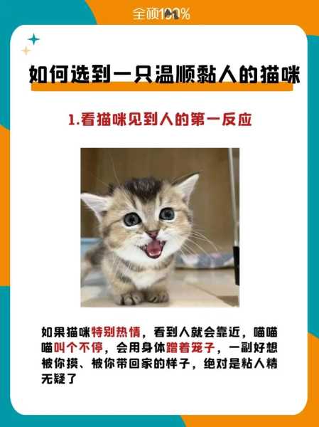 养一只黏人的猫咪是怎么回事（有一只粘人的猫怎么破）