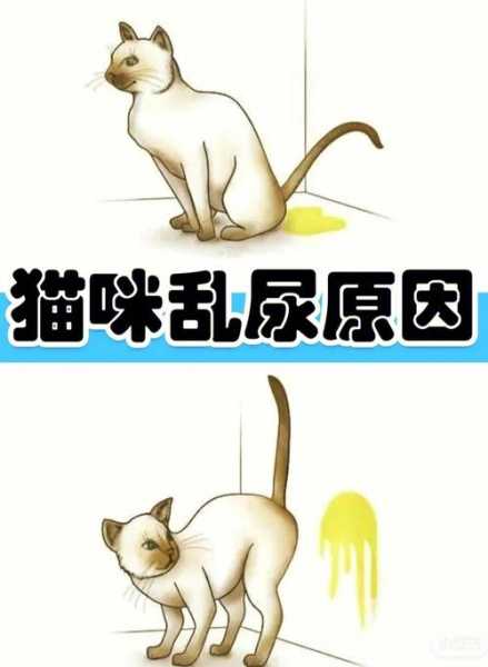 猫为什么乱小便（猫为什么乱尿乱拉）