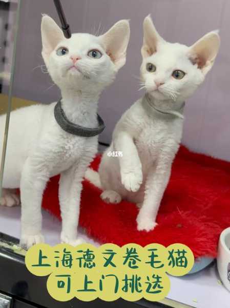 什么品种的猫不掉毛长不大又好养（那个品种猫不掉毛）