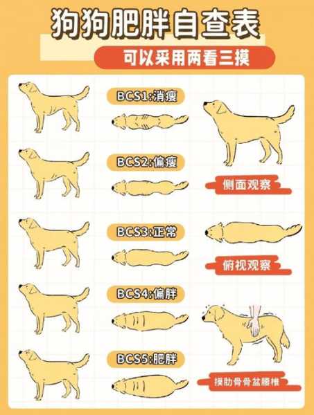 怎样判断狗狗体重正常（如何判断狗狗体重）