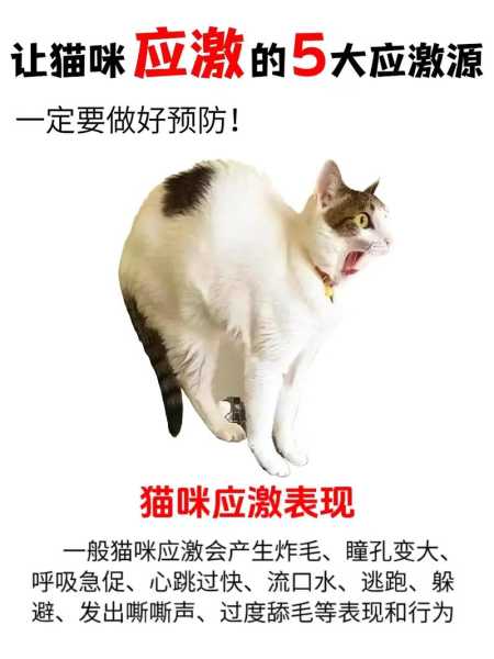 猫咪应激反应不吃不喝怎么办（猫的应激拒食多久能好）