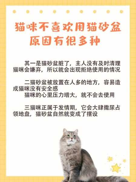 如何正确的训练猫咪大小便（怎么训练猫大小便）