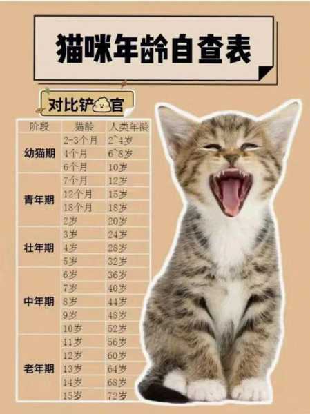 猫咪多大可以成年（猫咪多大成年可以绝育）