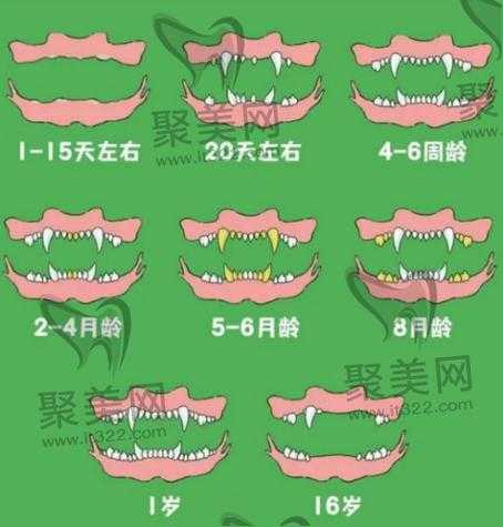 吉娃娃换牙顺序图解（吉娃娃各阶段牙齿图片）