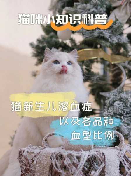 猫新生儿溶血是什么意思（猫新生儿溶血表现）