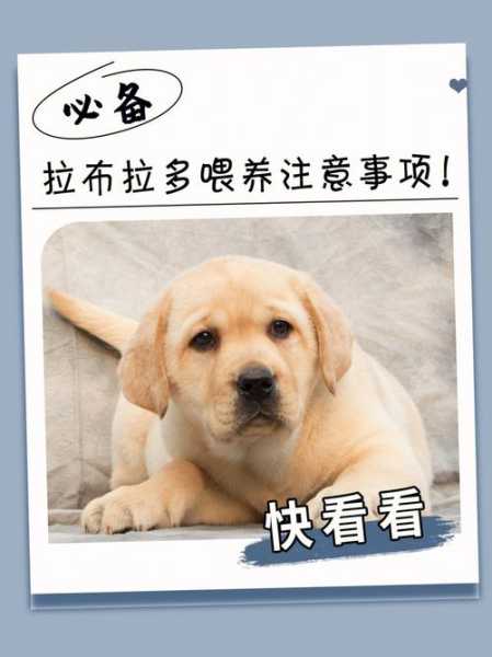 拉布拉多幼犬怎么喂养方法喂量（拉布拉多幼犬喂狗粮怎么喂）