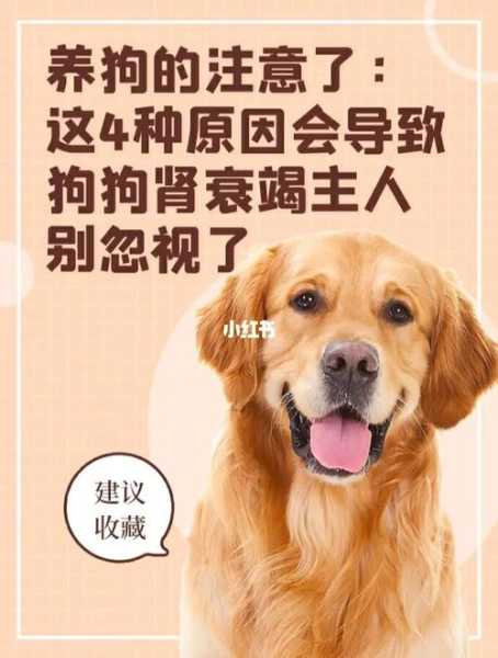 造成狗狗肾衰竭的原因（造成狗狗肾衰竭的原因是什么）