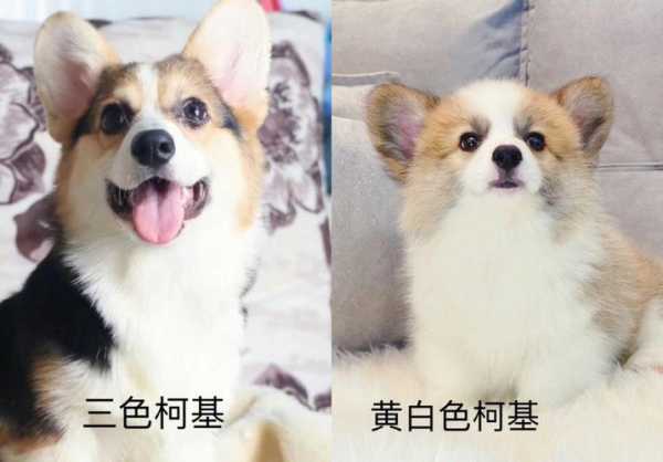 柯基要怎么挑（柯基要怎么挑选幼犬）