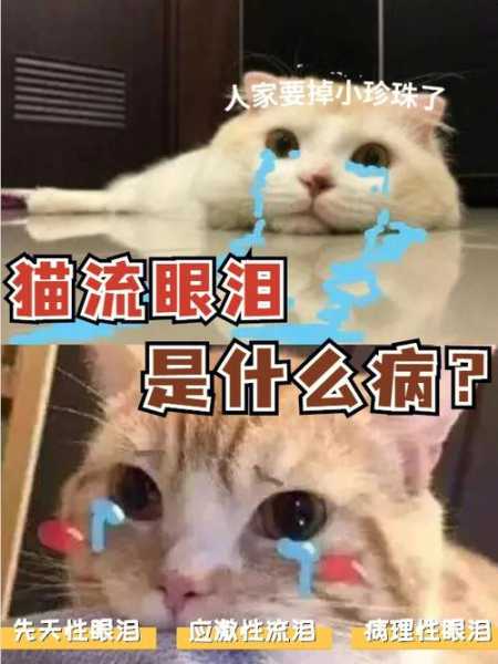 为什么猫猫总是流眼泪（为什么猫猫总是流眼泪呢）