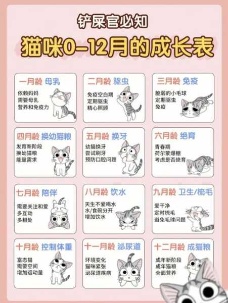 新手怎么养猫猫（新手养猫小技巧）