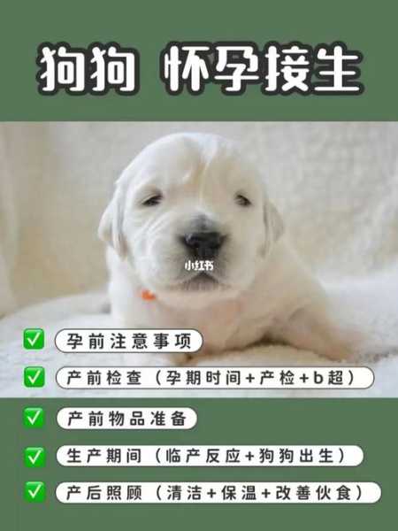 狗狗怀孕迎接新生命的句子（狗狗怀孕的说说）