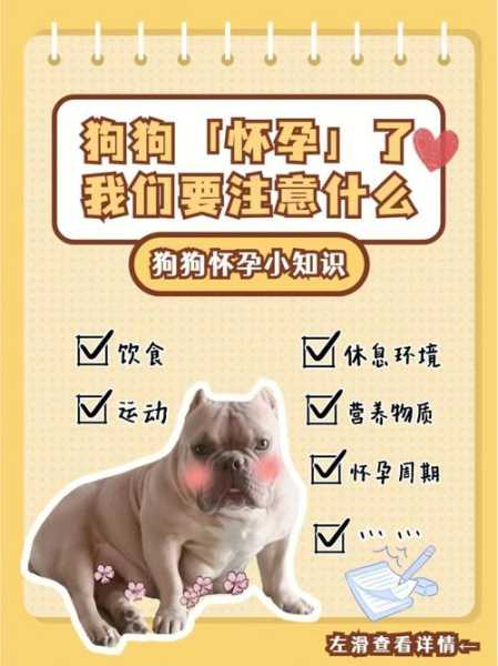 怀孕后的狗狗需要注意什么?（宠物狗孕期注意什么）