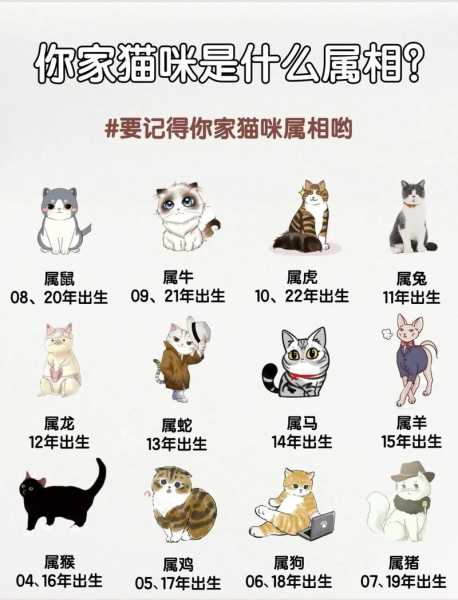 什么猫咪最受欢迎?十二生肖（什么猫最吉利）