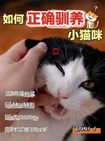 惩罚猫咪的一百种方式（惩罚猫咪应该打哪里）