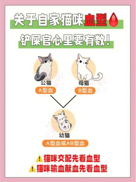 猫的血型有哪些图片（猫的血型有哪些图片和名称）