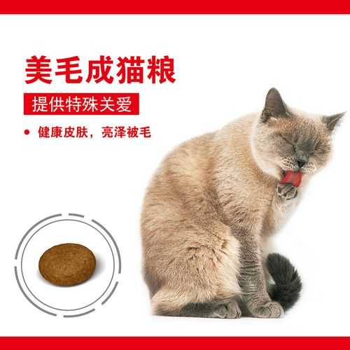 美国短毛猫吃什么猫粮比较好（美国短毛猫适合吃什么猫粮）