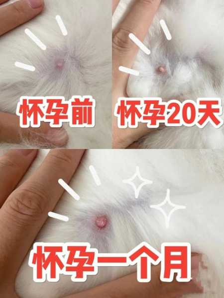 猫咪假孕的特征有哪些?（猫咪假孕概率大吗）