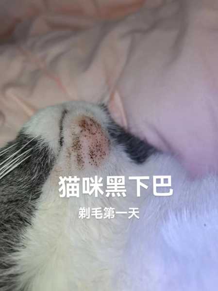 猫咪不停颤抖是什么原因导致的（猫咪不停的发抖怎么办）