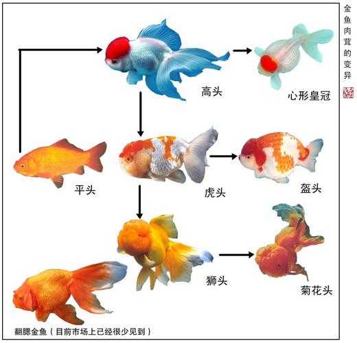 金鱼的俗称（金鱼都叫什么名字）