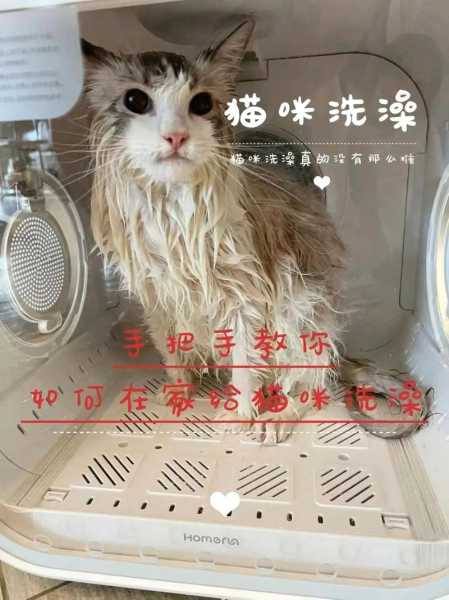 让猫猫快快乐乐洗澡的文案（给猫咪洗澡怎么发朋友圈）