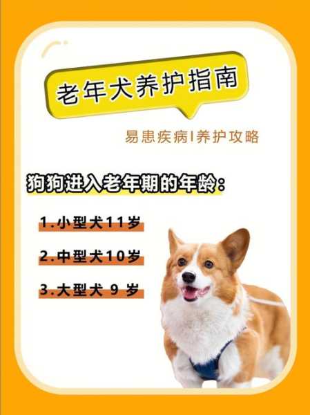 老年犬易发疾病（老年犬易发疾病是什么病）