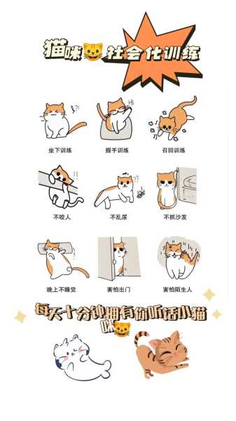 猫咪怎样训练让他乖巧听话（猫咪怎么训练才听话）