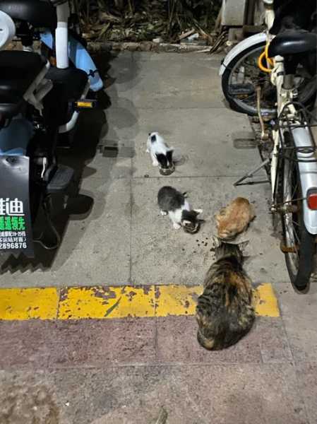 流浪猫的解决办法（流浪猫咪怎么处理）