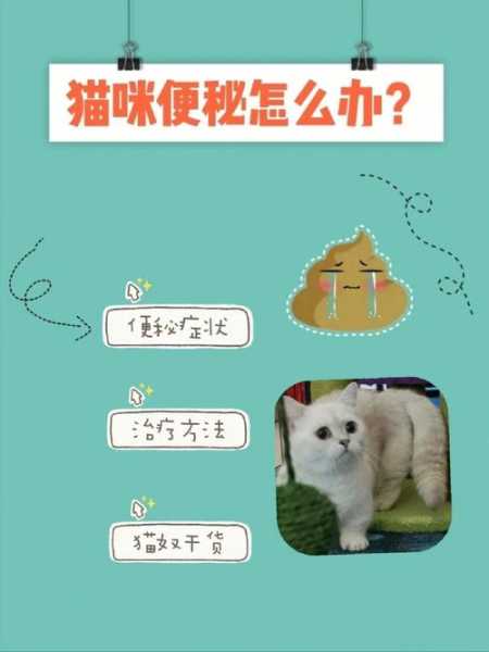 怎么防止猫便秘（如何防止猫便秘）