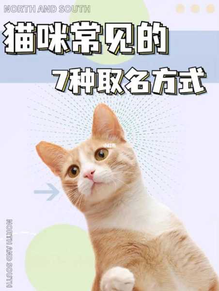 怎样让猫咪记住自己的名字（怎么样才能让猫咪记住自己的名字）