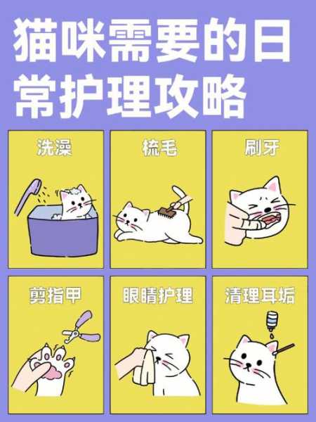 猫的护理方法有哪些（猫的护理方法有哪些视频）