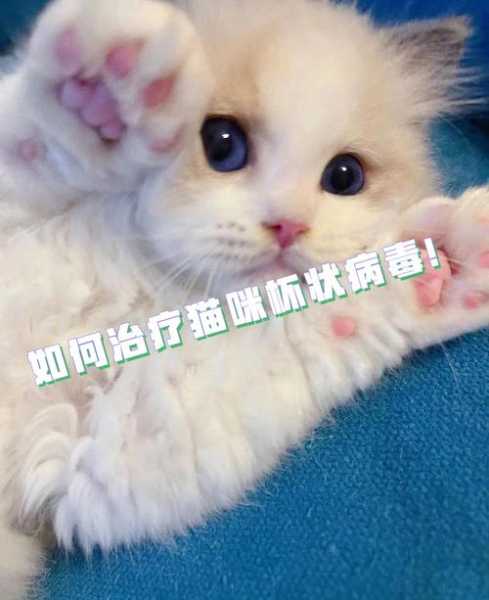 猫咪感染杯状病毒怎么治疗（猫咪患有杯状病毒感染）