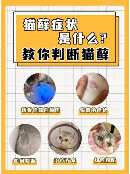 猫常见的病及症状（猫常见病症状治疗方法）