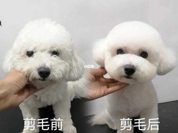 如何打理比熊犬及饲养的毛发（比熊毛怎么梳得蓬松）