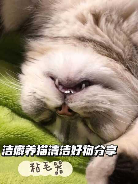 洁癖度极高的猫咪为何不能养（洁癖度极高的猫咪为何不能养呢）